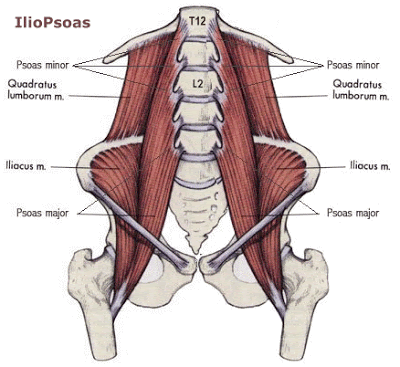 Relieve Hip Pain Low Back Pain Posture Health Psoas Tightness