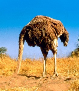 ostrich with head in the sand