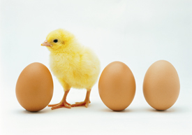 Chicken standing between eggs
