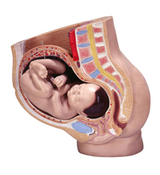 Anatomical model of pregnancy
