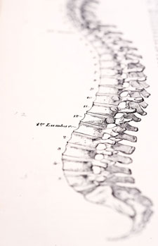 Spine illutration