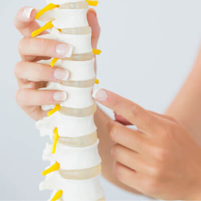 model of spine